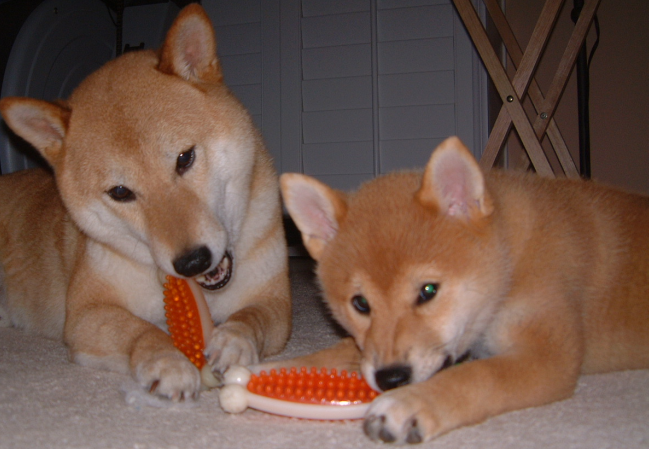 Genji and Saki 2004